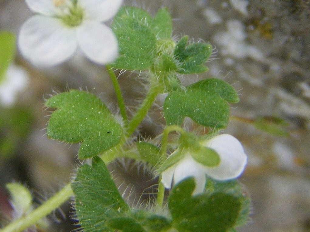 Veronica cymbalaria / Veronica a foglie di Cimbalaria